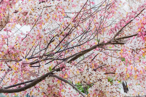 Selvagem Himalaia cereja Prunus cerasoides florescendo Usado como backgro — Fotografia de Stock