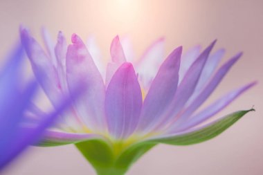 Mor lotus çiçeği görünümünü bir güzeldir 