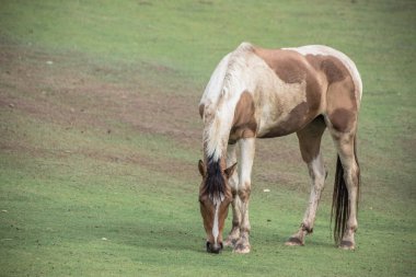 Kahverengi ve beyaz at ayakta 