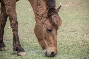 Kahverengi ve beyaz at ayakta 
