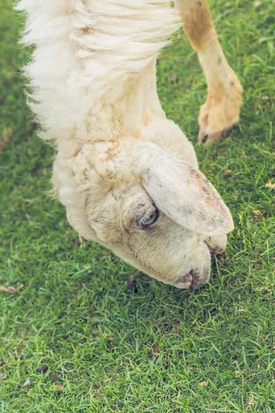 Ovelha branca comendo grama — Fotografia de Stock
