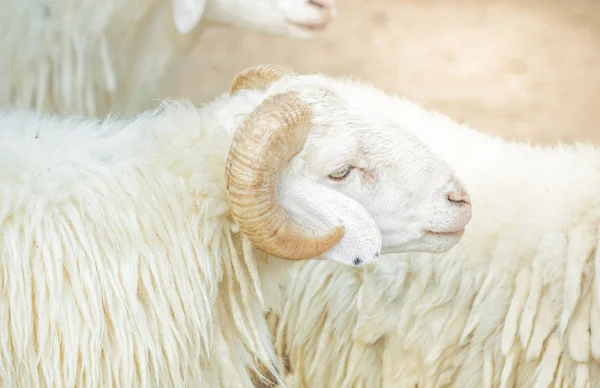 A ovelha branca na fazenda — Fotografia de Stock