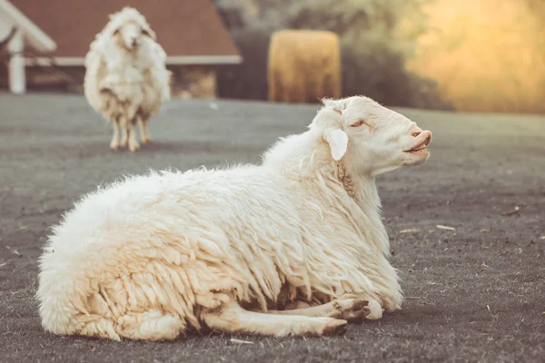 A ovelha branca na fazenda — Fotografia de Stock