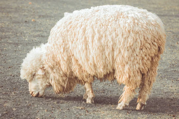 Het witte schaap in de farm — Stockfoto