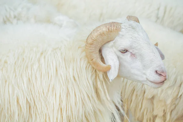 Det vita fåret i servergruppen — Stockfoto