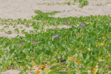 Ipomoea pes-caprae Sweet veya Beach Morning Glory 