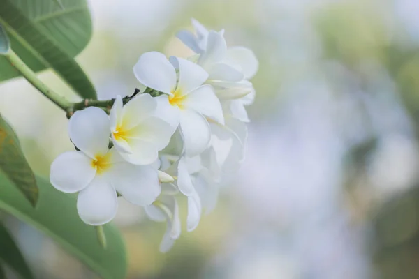Branco frangipani em uma flor tropical com um fundo leve bo — Fotografia de Stock