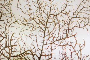 Ölü mercan uygun görüntü 