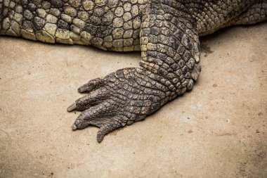 Kurbağalar timsah türü 