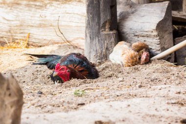 dövüş horozu Tayland  