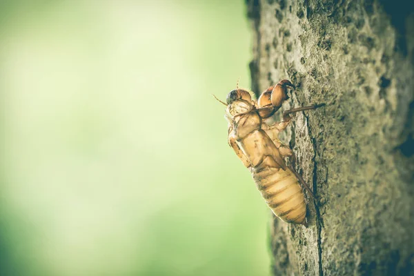 Böcek Ağustos böcekleri deri — Stok fotoğraf
