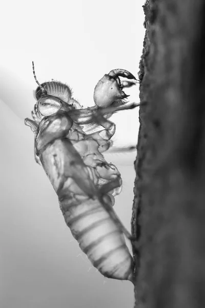 Insektenzikaden mausern — Stockfoto