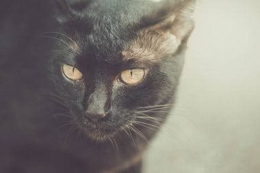 Kara kedi bakan gözleri taahhüt. 