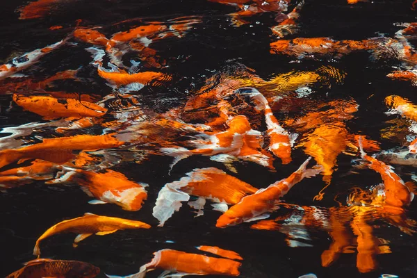 Koi sazan balıkları Japonca (Cyprinus carpio) b Yüzme soyut