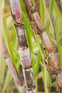 Tatlandırıcı olarak şeker kamışı 