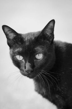 Kara kedi bakan gözleri taahhüt. 