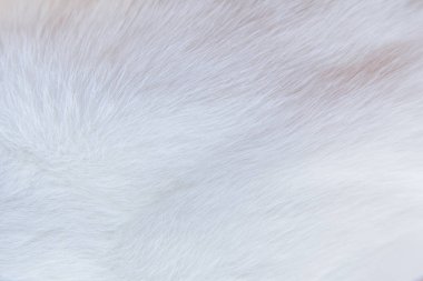 Kedi kürk dönemlik yakınlık 