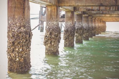 Köprünün altında