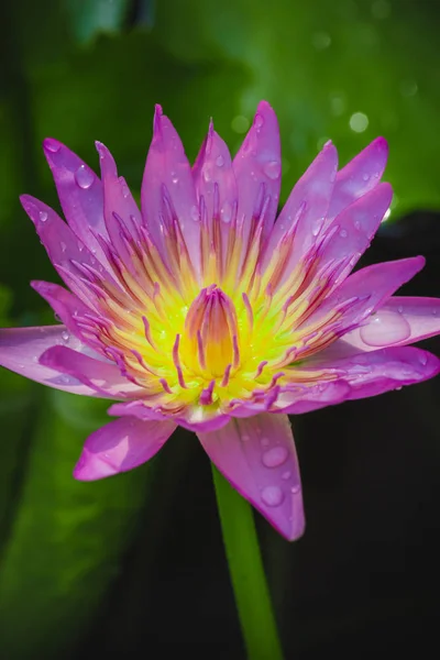 La apariencia de una flor de loto púrpura es una hermosa — Foto de Stock