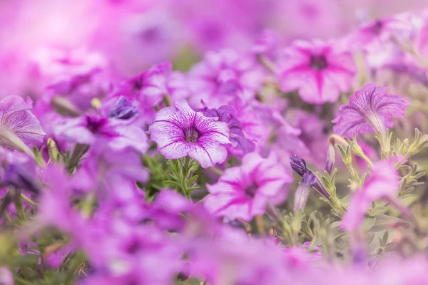 Πετούνια λουλούδι μωβ ρίγες με μια θέση στον κήπο — Φωτογραφία Αρχείου