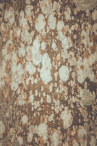 Jamur permukaan pada pola abstrak kayu — Stok Foto