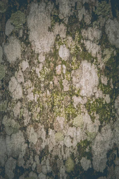 Hongos superficiales en patrones abstractos de madera — Foto de Stock