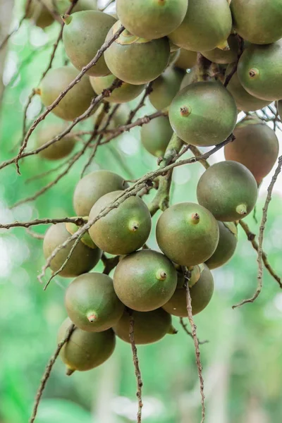 Areca palma o noce di betel palma una famiglia di piante palme — Foto Stock