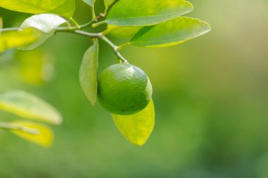 Limon ve bir ağaç yapraklar 