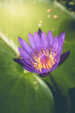 Mor lotus çiçeği görünümünü bir güzeldir 