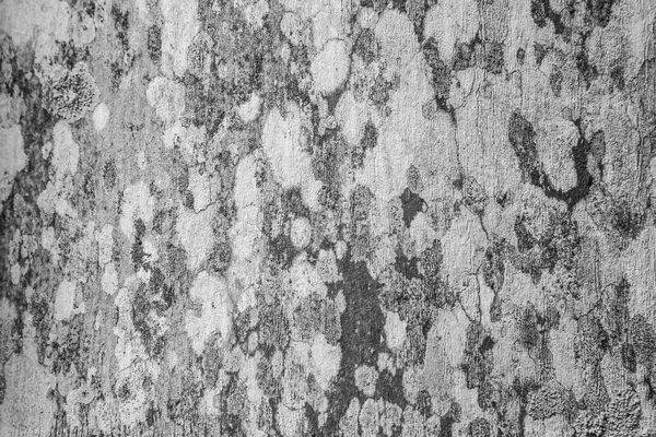 Hongos superficiales en patrones abstractos de madera — Foto de Stock