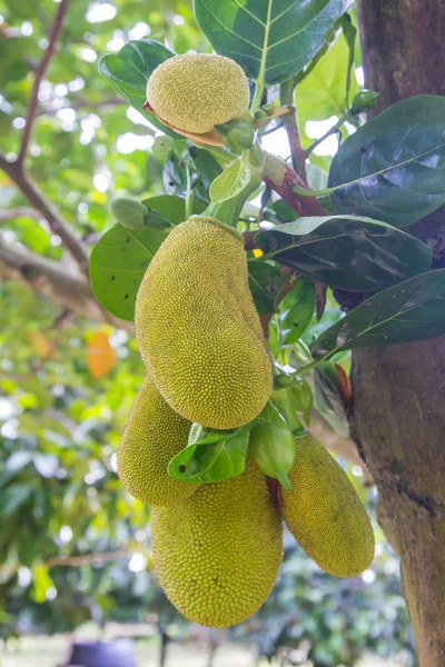 Jackfruit la frutta in asiatico — Foto Stock