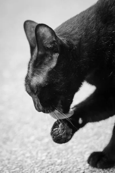 Chat noir lécher fourrure propre eux-mêmes — Photo