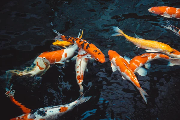 Înot abstract Koi Carp Pești Japonezi (Cyprinus carpio) b — Fotografie, imagine de stoc