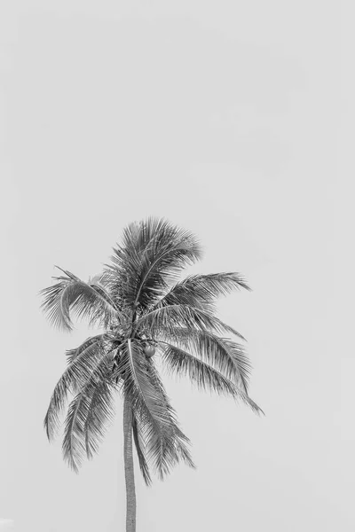 Ilustrações silhuetas pretas realistas palma tropical isolada — Fotografia de Stock