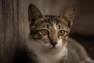 Şaşkınlıkla bakıyordu kedi gözleri 