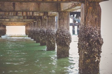 Köprünün altında