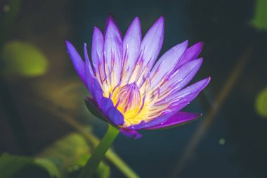 Mor lotus çiçeği görünümünü bir güzeldir 