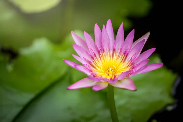 Fondo de flor de loto para una ilustración — Foto de Stock