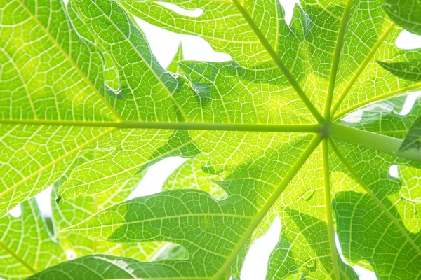 Abstracte detail van papaja groene blad gebruikt als achtergrond — Stockfoto