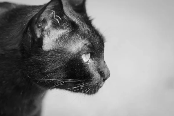 Preto gato olhando com os olhos fixos — Fotografia de Stock