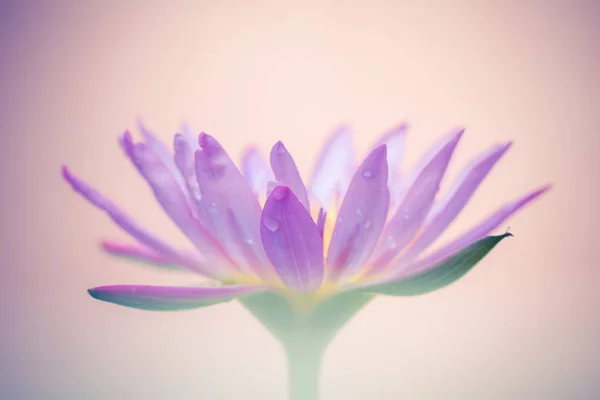 Het uiterlijk van een paarse lotusbloem is een mooi — Stockfoto
