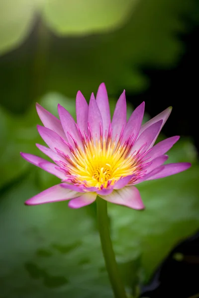 Fondo de flor de loto para una ilustración — Foto de Stock