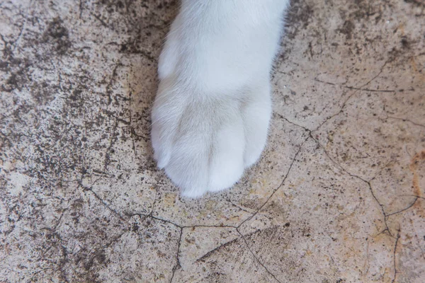 Cat foot-term until the close of white feathers