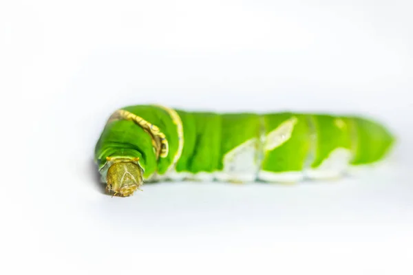 Caterpillar worm green