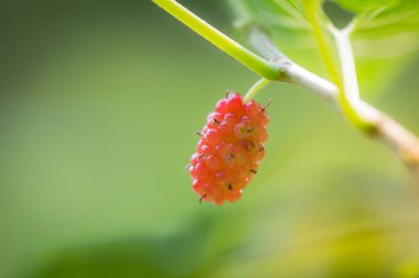 Ağaç dalında kırmızı taze dut. Güzel yeşil yapraklar..
