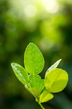 Bergamot yeşil yaprakları ağaçlarda