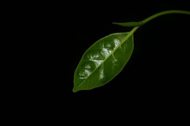 Arkaplan olarak kullanılan yeşil yapraklar.