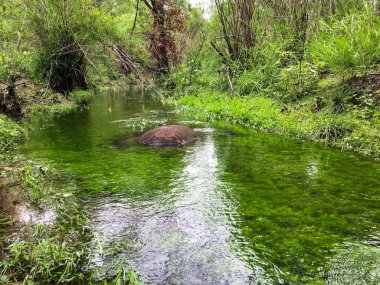 Arkaplan ve resimleme olarak akarsu kullanımında yeşil yosun.