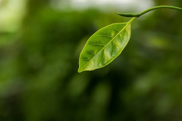 Green Leaves Beautiful Used Background — Stock Photo, Image
