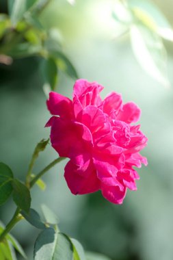 Kırmızı gül Yakındaki bir bahçede.